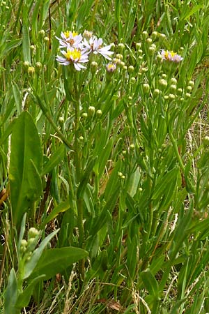 Tripolium pannonicum subsp. tripolium / Sea Aster, NL Zierikzee 12.8.2015