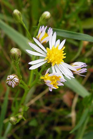 Tripolium pannonicum subsp. tripolium / Sea Aster, NL Veere 14.8.2015