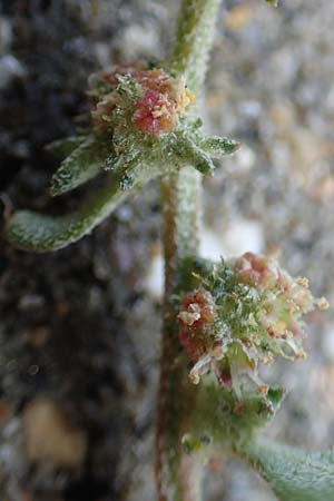 Atriplex glabriuscula \ Kahle Melde / Babington's Orache, NL Zierikzee 12.8.2015