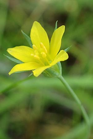 Blackstonia acuminata \ Spter Bitterling / Late Yellow-Wort, NL St. Philipsland 14.8.2015