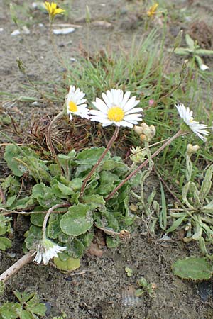 Bellis perennis \ Gnseblmchen, Tausendschn, NL St. Philipsland 14.8.2015