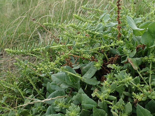 Beta vulgaris subsp. maritima \ Wilde Rbe, Meer-Mangold / Sea Beet, NL Zierikzee 12.8.2015