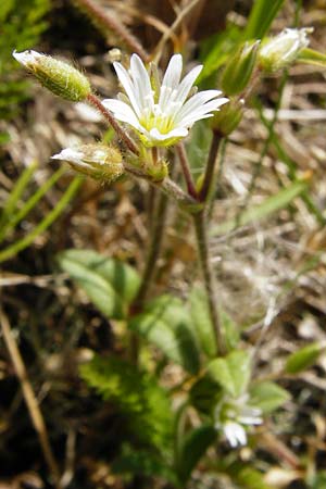 Cerastium holosteoides \ Gewhnliches Hornkraut / Common Mouse-Ear, NL Zierikzee 9.8.2015