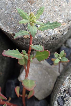 Chenopodium glaucum \ Blaugrüner Gänsefuß / Oak-Leaved Goosefoot, Glaucous Goosefoot, NL Zierikzee 12.8.2015