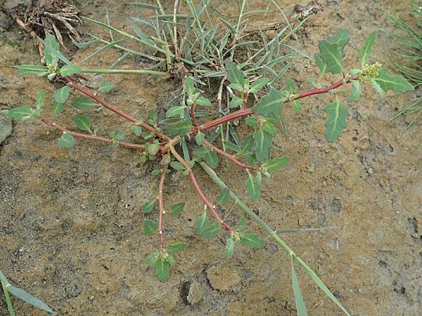 Chenopodium glaucum \ Blaugrüner Gänsefuß / Oak-Leaved Goosefoot, Glaucous Goosefoot, NL St. Philipsland 14.8.2015