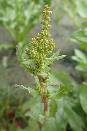 Chenopodium glaucum \ Blaugrner Gnsefu / Oak-Leaved Goosefoot, Glaucous Goosefoot, NL St. Philipsland 14.8.2015