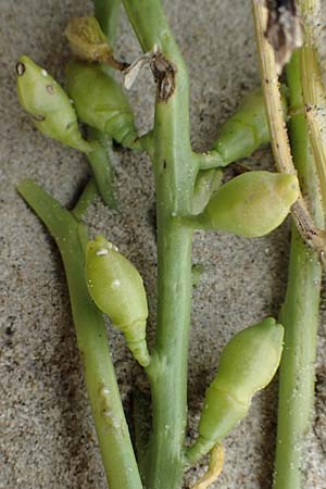 Cakile maritima \ Europischer Meersenf / Sea Rocket, NL Neeltje Jans 10.8.2015