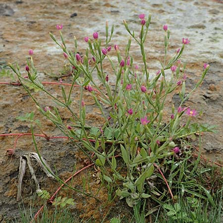 Centaurium pulchellum \ Kleines Tausendgldenkraut, NL St. Philipsland 14.8.2015