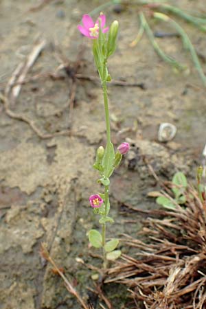 Centaurium pulchellum \ Kleines Tausendgldenkraut, NL St. Philipsland 14.8.2015