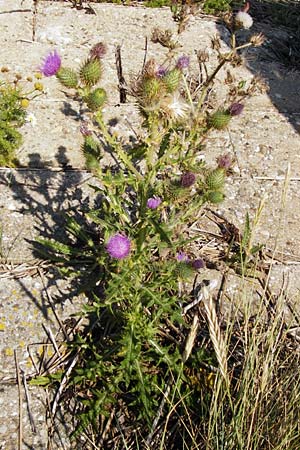 Cirsium vulgare \ Gewhnliche Kratzdistel, Lanzett-Kratzdistel / Spear Thistle, NL Reimerswaal 8.8.2015