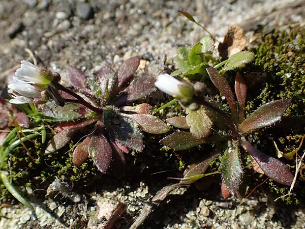 Draba majuscula \ Behaartes Hungerblmchen / Hairy Whitlowgrass, NL Nijswiller 11.3.2022