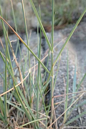 Leymus arenarius \ Strand-Roggen / Sea Lyme Grass, NL Grevelingendam 10.8.2015