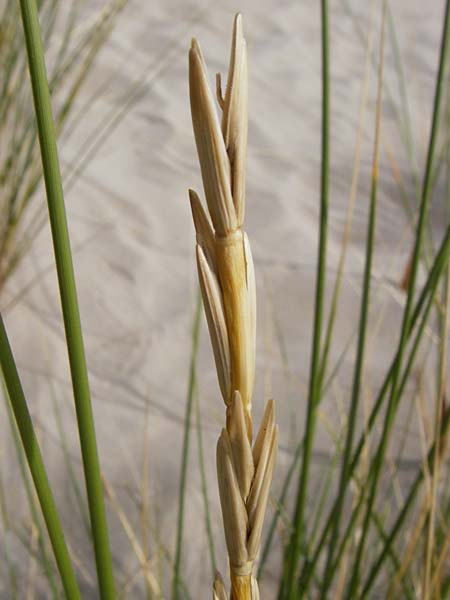 Elymus farctus \ Binsen-Quecke, Strandweizen / Sand Couch, See Wheat, NL Renesse 9.8.2015