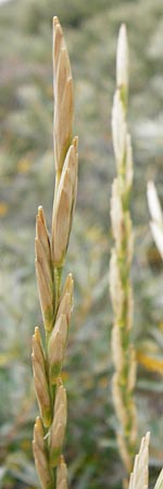 Elymus farctus \ Binsen-Quecke, Strandweizen, NL Renesse 9.8.2015