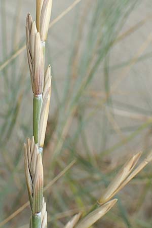 Elymus farctus \ Binsen-Quecke, Strandweizen, NL Neeltje Jans 10.8.2015