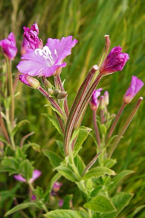 Epilobium hirsutum \ Zottiges Weidenrschen / Great Willowherb, NL Renesse 9.8.2015