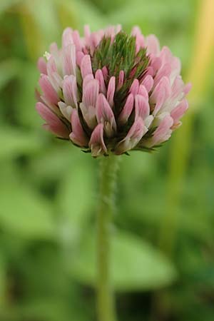 Trifolium fragiferum \ Erdbeer-Klee / Strawberry Clover, NL Veere 14.8.2015