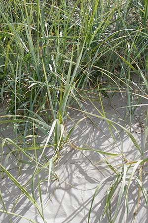 Leymus arenarius \ Strand-Roggen, NL Renesse 9.8.2015