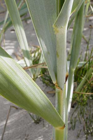 Leymus arenarius \ Strand-Roggen, NL Renesse 9.8.2015