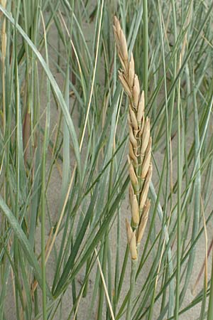 Leymus arenarius \ Strand-Roggen, NL Neeltje Jans 10.8.2015