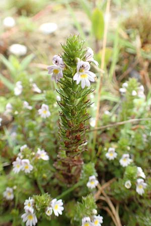 Euphrasia tetraquetra \ Vierreihiger Augentrost / Seacliff Eyebright, NL St. Philipsland 14.8.2015