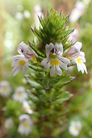 Euphrasia tetraquetra \ Vierreihiger Augentrost / Seacliff Eyebright, NL St. Philipsland 14.8.2015