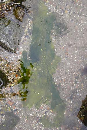 Ulva lactuca \ Meer-Salat, Meer-Lattich / Sea Lettuce, NL Veere 14.8.2015