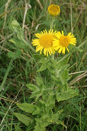 Pulicaria dysenterica \ Groes Flohkraut, NL Zierikzee 12.8.2015