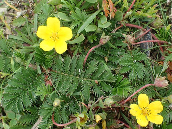 Potentilla anserina \ Gnse-Fingerkraut, NL Zierikzee 12.8.2015