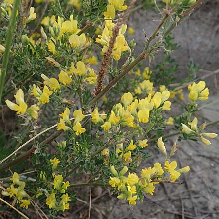 Adenocarpus cf. foliolosus \ Drsenginster, Codesco / Flatpod, Codesco, NL Grevelingendam 10.8.2015