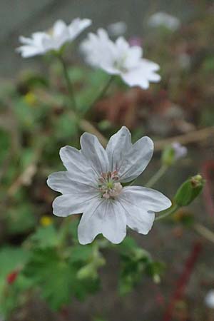 Geranium pyrenaicum \ Pyrenen-Storchschnabel, NL Nijmegen 29.7.2023