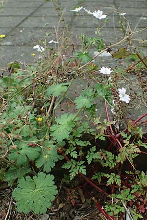 Geranium pyrenaicum \ Pyrenen-Storchschnabel, NL Nijmegen 29.7.2023