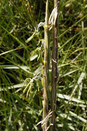 Sporobolus anglicus \ Salz-Schlickgras, NL Reimerswaal 8.8.2015