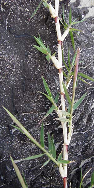 Cynodon dactylon \ Hundszahn-Gras / Bermuda Grass, Cocksfoot Grass, NL Grevelingendam 10.8.2015