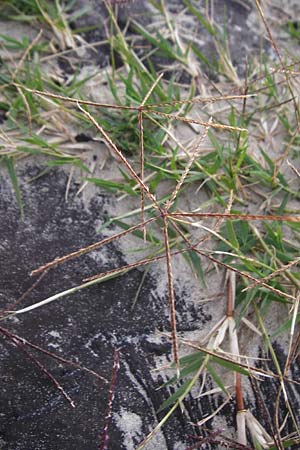 Cynodon dactylon \ Hundszahn-Gras / Bermuda Grass, Cocksfoot Grass, NL Grevelingendam 10.8.2015