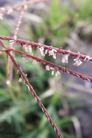 Cynodon dactylon \ Hundszahn-Gras / Bermuda Grass, Cocksfoot Grass, NL Grevelingendam 10.8.2015