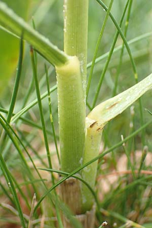 Sporobolus anglicus \ Salz-Schlickgras, NL Cadzand-Bad 11.8.2015