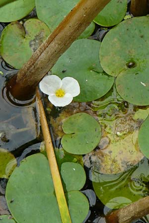 Hydrocharis morsus-ranae / Frogbit, NL Zierikzee 12.8.2015