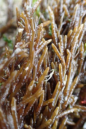 Sargassum muticum \ Japanischer Beeren-Tang / Japweed, NL Neeltje Jans 10.8.2015