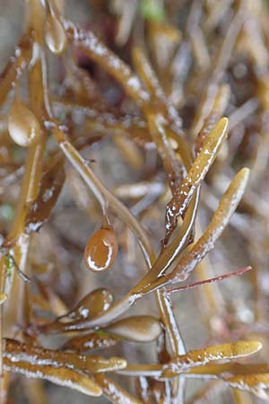 Sargassum muticum \ Japanischer Beeren-Tang / Japweed, NL Neeltje Jans 10.8.2015