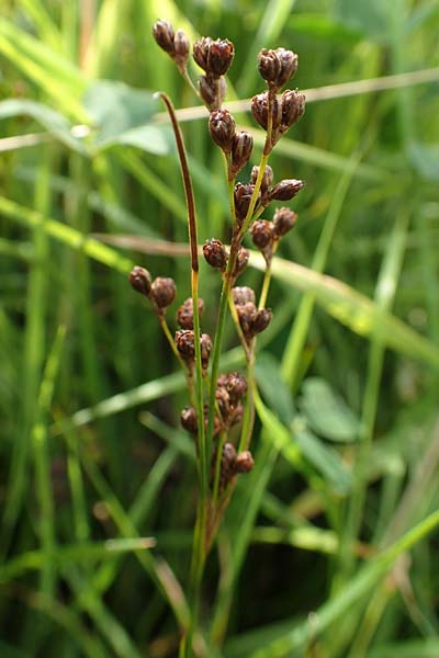 Juncus gerardii \ Bodden-Binse, Salz-Binse / Saltmeadow Rush, NL Veere 14.8.2015