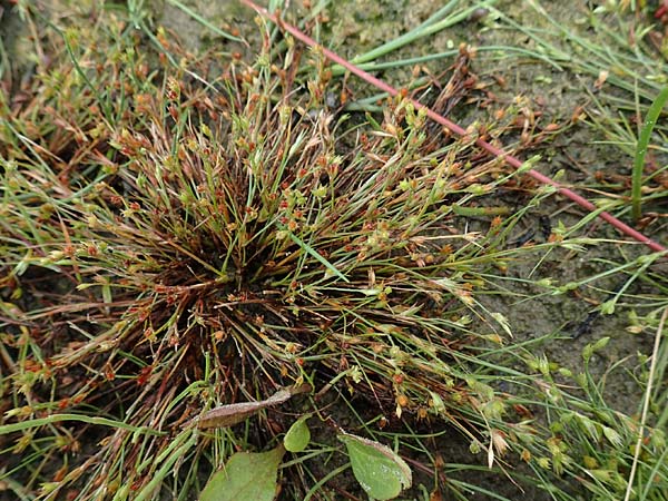 Juncus ranarius \ Frosch-Binse / Frog Rush, NL St. Philipsland 14.8.2015