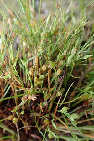 Juncus ranarius \ Frosch-Binse / Frog Rush, NL St. Philipsland 14.8.2015