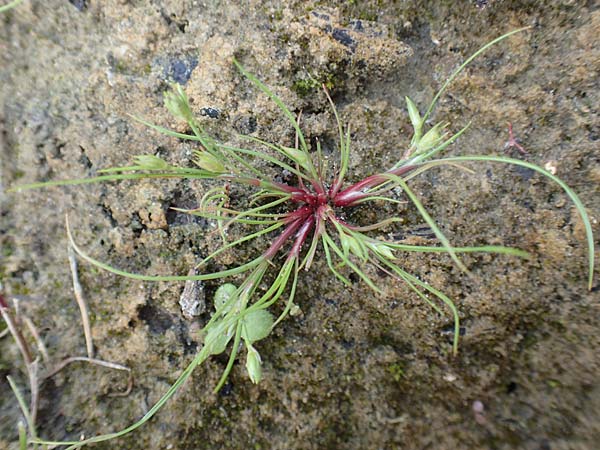 Juncus ranarius \ Frosch-Binse / Frog Rush, NL St. Philipsland 14.8.2015