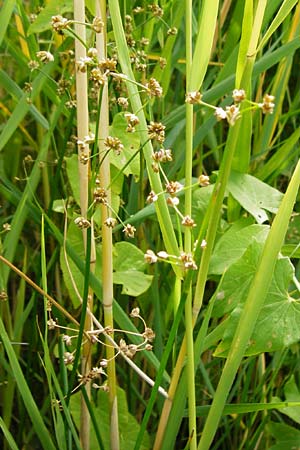 Juncus subnodulosus \ Kalk-Binse, Stumpfbltige Binse, NL Renesse 9.8.2015