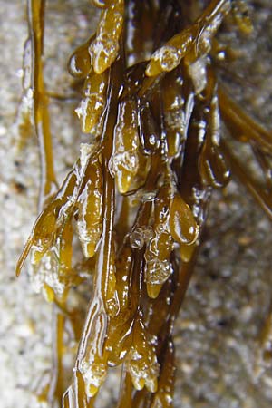 Sargassum muticum \ Japanischer Beeren-Tang / Japweed, NL Nieuw-Haamstede 9.8.2015