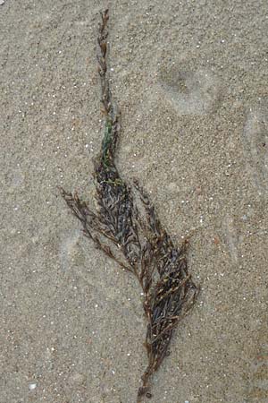 Sargassum muticum \ Japanischer Beeren-Tang / Japweed, NL Nieuw-Haamstede 9.8.2015