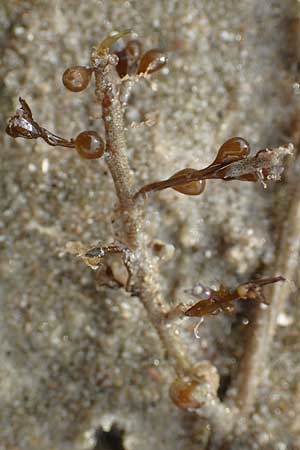 Sargassum muticum \ Japanischer Beeren-Tang / Japweed, NL Nieuw-Haamstede 9.8.2015