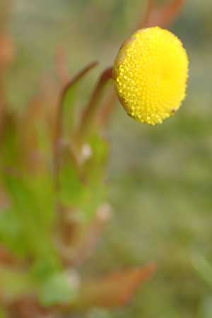 Cotula coronopifolia \ Krhenfublttrige Laugenblume / Common Brassbuttons, NL St. Philipsland 14.8.2015