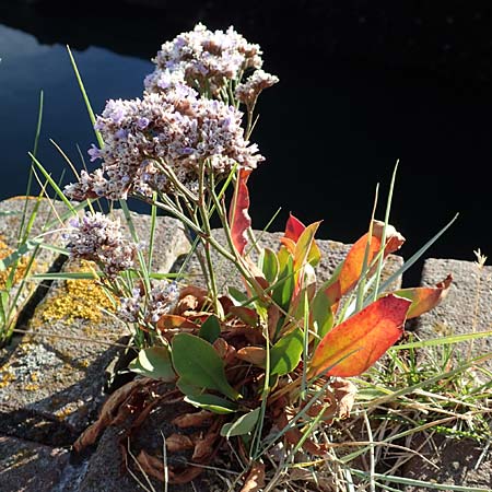 Limonium vulgare \ Strandflieder / Common Sea Lavender, NL Zierikzee 8.8.2015